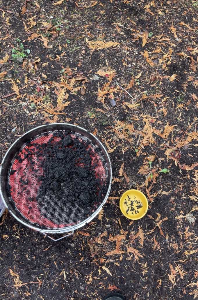Sifting screen over soil with collected contaminants in a yellow bowl