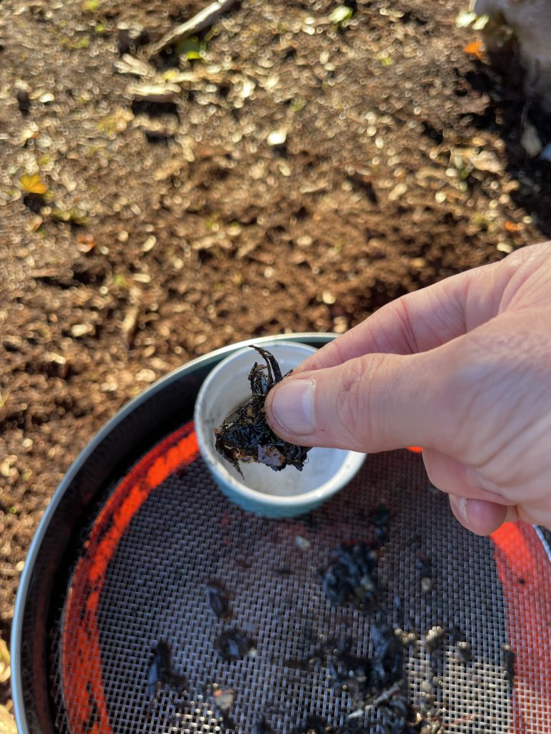 Hand holding a cup of dark plastic and glass fragments sifted from compost