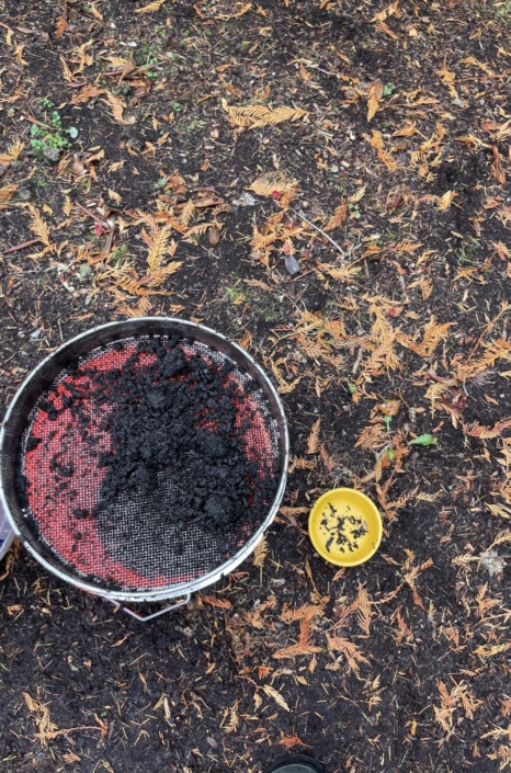 Sifting screen with sampled compost and visible contaminants